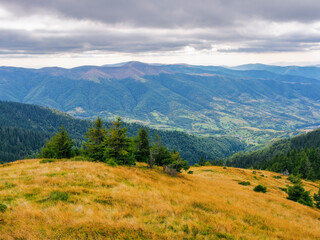 mountainous landscape in autumn. trees on the grassy hills. beautiful outdoor scenery of carpathian countryside