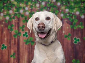 cute dog on a St. Patrick day clover and wood background