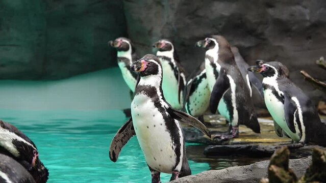 humboldt penguin standing on rocks by the water