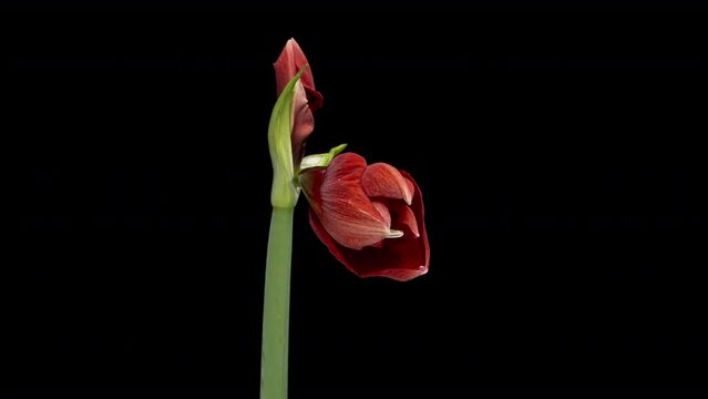 Macro time lapse blooming red Amaryllis (Hippeastrum) flower, isolated on pure black background