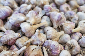 Garlic pile background. Fresh garlic on market table closeup. Pile of garlic heads. Large pile of pink garlic bulbs