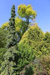 Fototapeta premium North america fall garden landscape Montreal Quebec province Canada