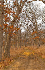 Quiet Forest Path on the Edge of a Prairie