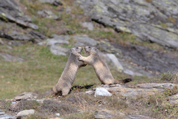 two young marmots playing without any particular fear