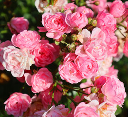 A rose is a woody perennial flowering plant of the genus Rosa, in the family Rosaceae, or the flower it bears. There are over a hundred species and thousands of cultivars.
