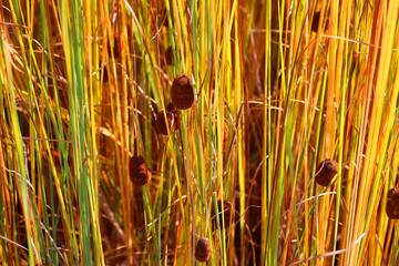 Cattails are upright perennial plants that emerge from creeping rhizomes. The long tapering leaves have smooth margins and are somewhat spongy © Daniel Meunier