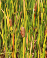 Cattails are upright perennial plants that emerge from creeping rhizomes. The long tapering leaves have smooth margins and are somewhat spongy © Daniel Meunier