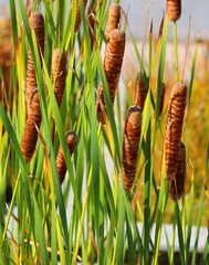 Cattails are upright perennial plants that emerge from creeping rhizomes. The long tapering leaves have smooth margins and are somewhat spongy - obrazy, fototapety, plakaty