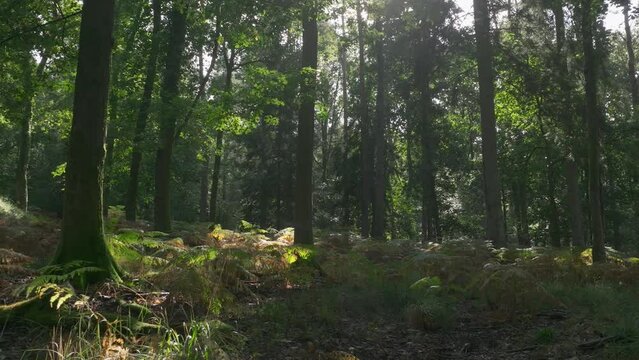 Cinematic drone low through autumnal British Woodland