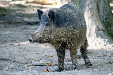 Wildschwein Tierpark Sababurg