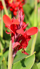 Canna or canna lily is the only genus of flowering plants in the family Cannaceae, consisting of 10 species. All of the genus's species are native to the American tropics
