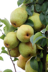 Pears ripen on the tree branch.