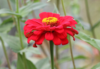 Zinnias (Majors) are blooming in a flower bed in the garden