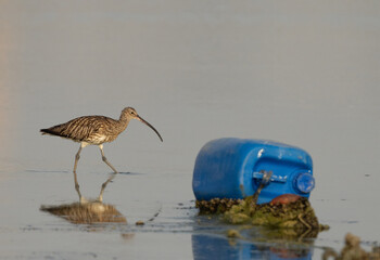 Eurasian curlew with dumped plastic container, Bahrain