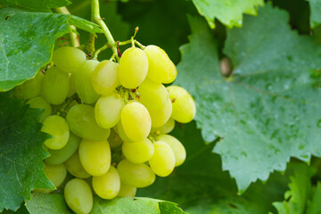 Obraz premium Close up of grapes hanging on branch