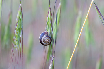 Schneckenhaus am Grashalm