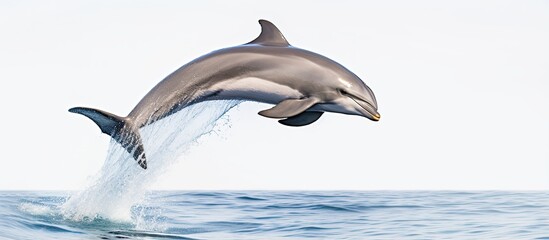 Portuguese Bottlenose Dolphin With copyspace for text