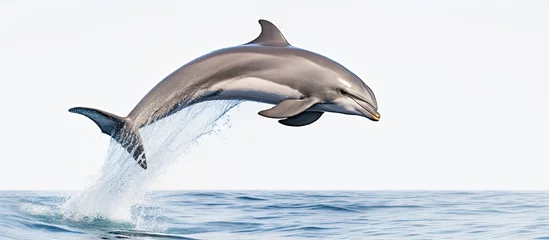 Poster Portuguese Bottlenose Dolphin With copyspace for text © 2rogan