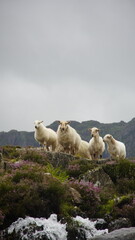 4 Schafe auf Felsen in Berglandschaft