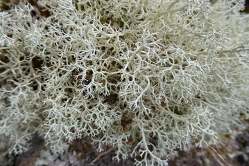 Nahaufnahme Flechte auf Stein, Schottland