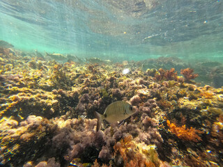 Fototapeta na wymiar Underwater snorkeling in Las Rotas beach nature reserve in Denia Alicante Spain