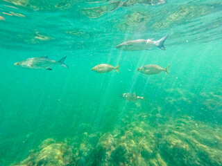 Fototapeta premium Underwater snorkeling in Las Rotas beach nature reserve in Denia Alicante Spain