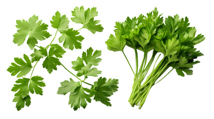 Healthy parsley leaves isolated on a transparent background