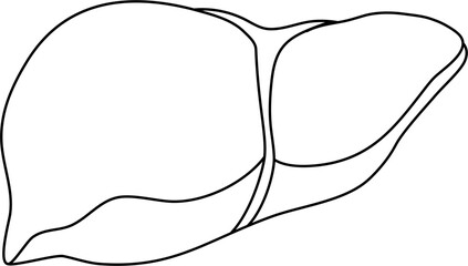 Liver Human Organ Outline Illustration Isolated Vector