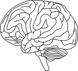 Brain Human Organ Outline Illustration Isolated Vector