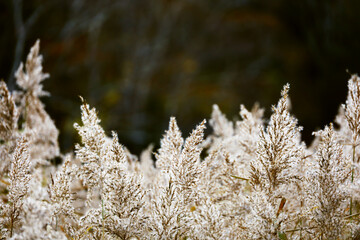Ears of reeds shine brightly in the sunlight