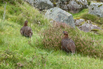 Weibliches Moorschneehuhn im Glen Shee, Schottland
