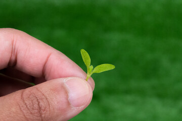 fingers holding a small plant from very close and detailed with a defocused green background with space for text
