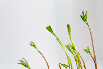 various plant with green leaves at the tip, some in focus and blur,with white background