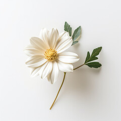 Fototapeta na wymiar daisy flower on white