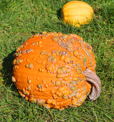 Freshly picked colorful squashes and pumpkins on display at the farm