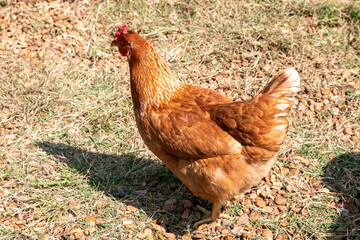 Chicken on a farm