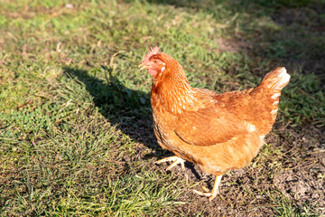 Chicken on a farm