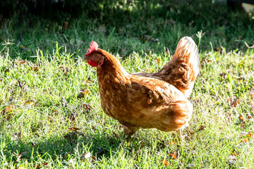 Chicken on a farm