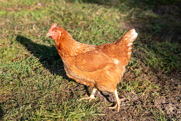 Chicken on a farm