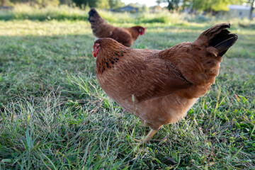 Chicken on a farm