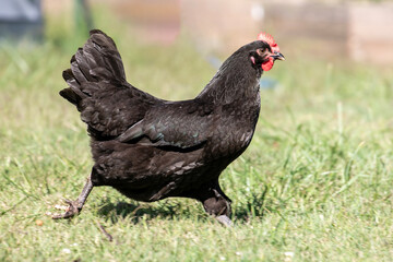 Chicken on a farm