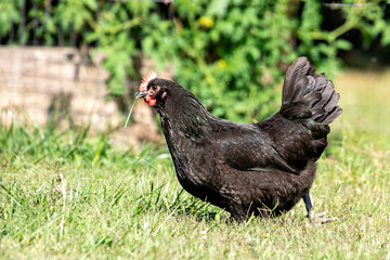 Chicken on a farm