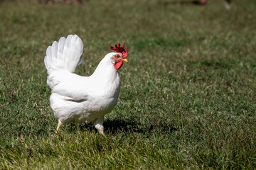 Chicken on a farm
