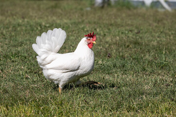 Chicken on a farm