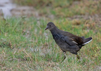 crake in search of food