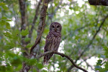 Owl