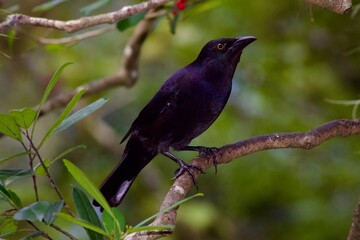 Common Grackle