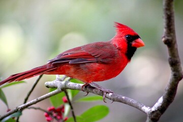 cardinal on a branch