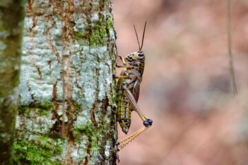 Grasshopper on Tree