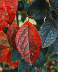 bright autumn leaf of a bush